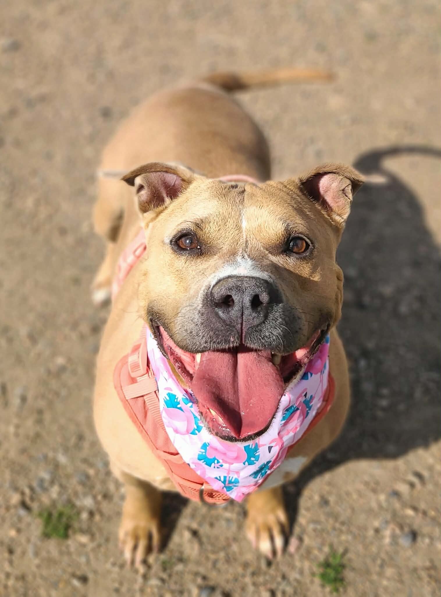 Picture of the Animal Listed